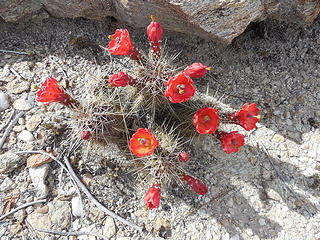 Claret cup