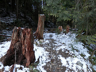 Stump slalom