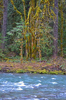 River and trees