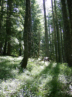 Sun coming through the trees