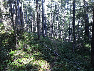 typical salal forest.  Some of the steepest trail sections were here.