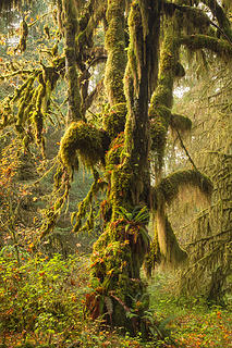 South Fork Hoh River Trail, Washington