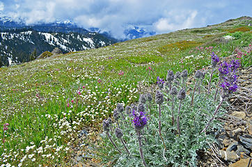 roadside flowers 2