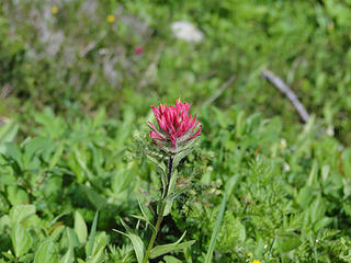 Magenta paintbrush above Glacier Basin.