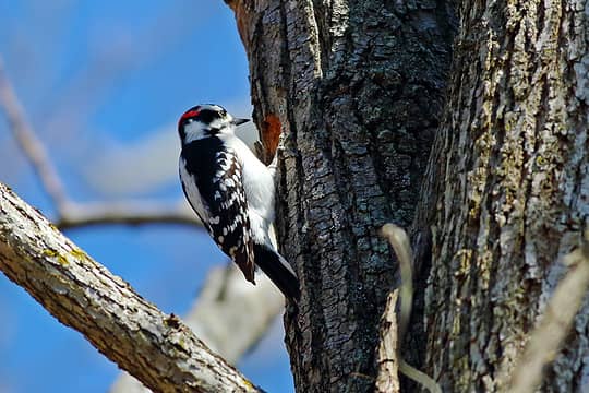 Downy Woodpecker, building a home