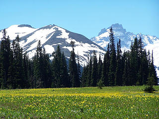 Glacier Lilies in Grand Park with Fremont Lookout and Little Tahoma in the distance.