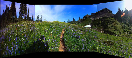 33. Flower field on the Cowlitz Divide