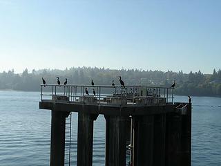 Blue Herons on pilings at Kingston dock