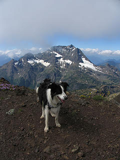 H the climbing dog on the summit