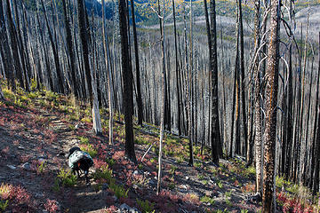 Carbon forest