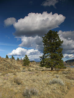 Pine and cloud at Steamboat Rock
