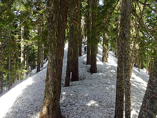 On the forested connecting ridge.