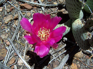 Beavertail bloom