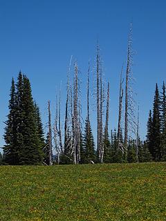 Silver trees on Grand Park. 
Lk Eleanor trail to Grand Park MRNP 7/17/10