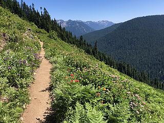 PCT south of Stevens Pass 8/4/20