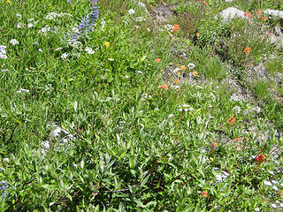 Flowers above Glacier Basin.