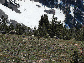 Goats on upper ridge