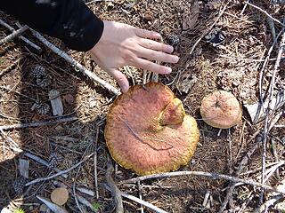 Some big shrooms along the trail.