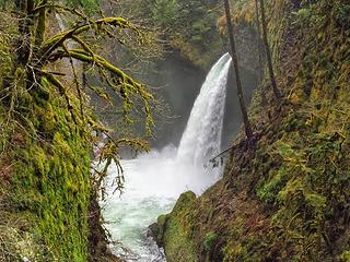 lush forest and falls