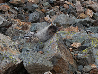 Marmot on rock