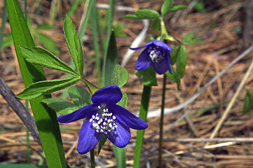 Oregon anenome