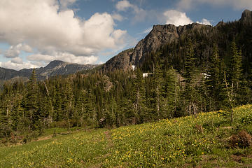 Endless glacier lilies