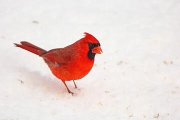 Northern Cardinal