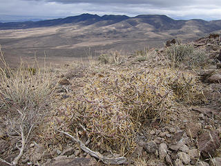 N. McCulloughs behind cacti