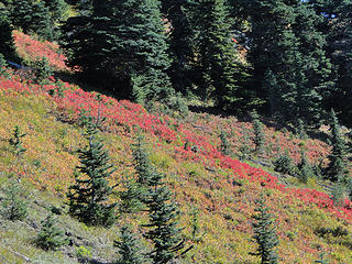 Fall colors coming down Shriner Peak trail.