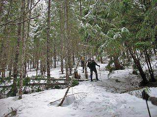 Open Forest