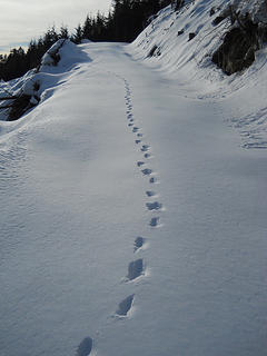 Following animal tracks up Blue Mountain 1/15/17