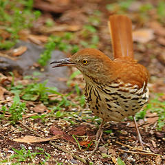 Brown Thrasher