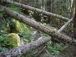 Some of the many blowdown on the Dingford Creek trail. Someone had previous cleared out some of the branches making them easier to pass. On the way out we noticed someone had been up this day with a chainsaw cutting out others.