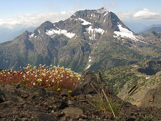 Saxifrage and Jack Mountain