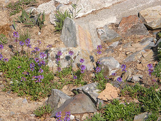 Old lookout site and flowers on Crystal Peak.