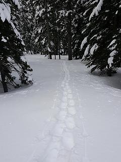 My snowshoe track on the way down