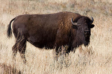 Bison