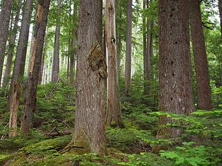 mature forest