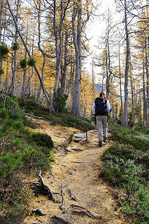 Walking on (larch) needles