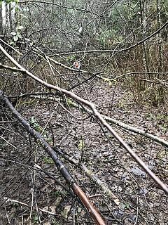 the old road is overgrown