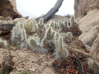 More cacti