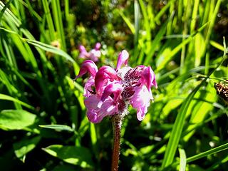 The only decent flower shot I took