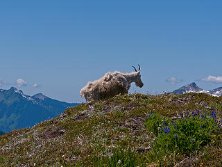 Sahale Arm 7/27/13