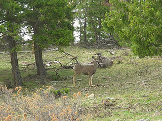 One of the many deer we saw