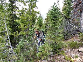 forest opening up just a bit