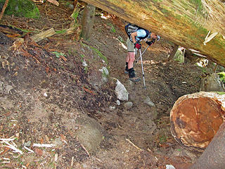 The phantom trail maintainer dug a handy tunnel under the huge log across the trail.