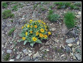 Balsamroot On Ridge