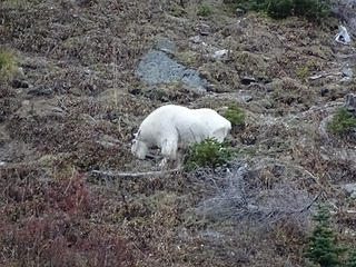 Mountain Goat above Eunice Lake and below the lookout.