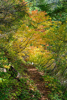 Fall colors on the trail back