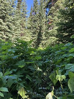 Boundary Trail at Frosty Creek, Slate Pass, Buckskin Ridge, Frosty Pass, PCT Loop 8/12-8/19/20